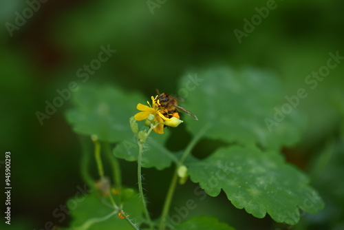 Insects under a macro lens. Macro photo.