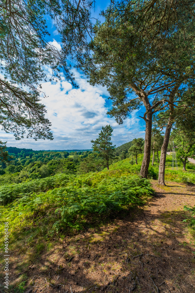 Lickey Hills country Park West Midlands England UK. Lickey Hills country Park West Midlands England UK.