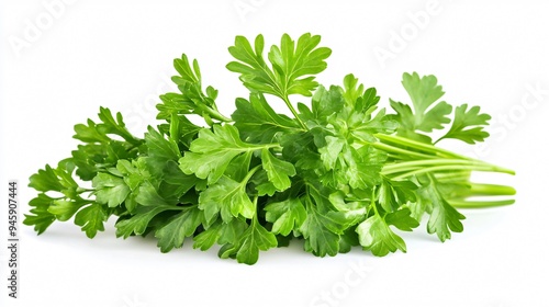 Aromatic Fresh Green Parsley Isolated on White Background