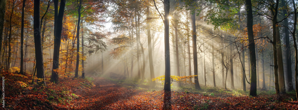 Panoramic nature scenery with beautiful sunny mood in a foggy forest in autumn, with the rays of sunlight illuminating the mist behind the tree trunks along a path