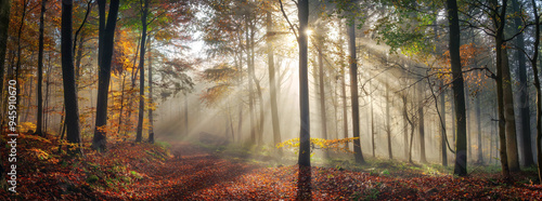 Obraz na płótnie Panoramic nature scenery with beautiful sunny mood in a foggy forest in autumn, with the rays of sunlight illuminating the mist behind the tree trunks along a path w salonie
