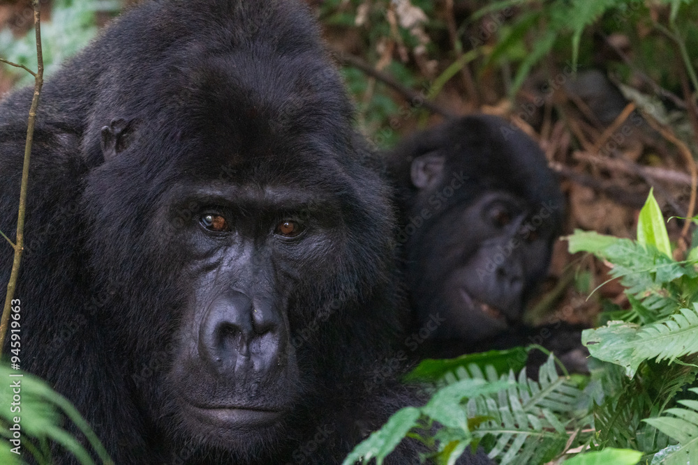 Mountain gorilla, Uganda, Africa Mountain gorilla, Uganda, Africa