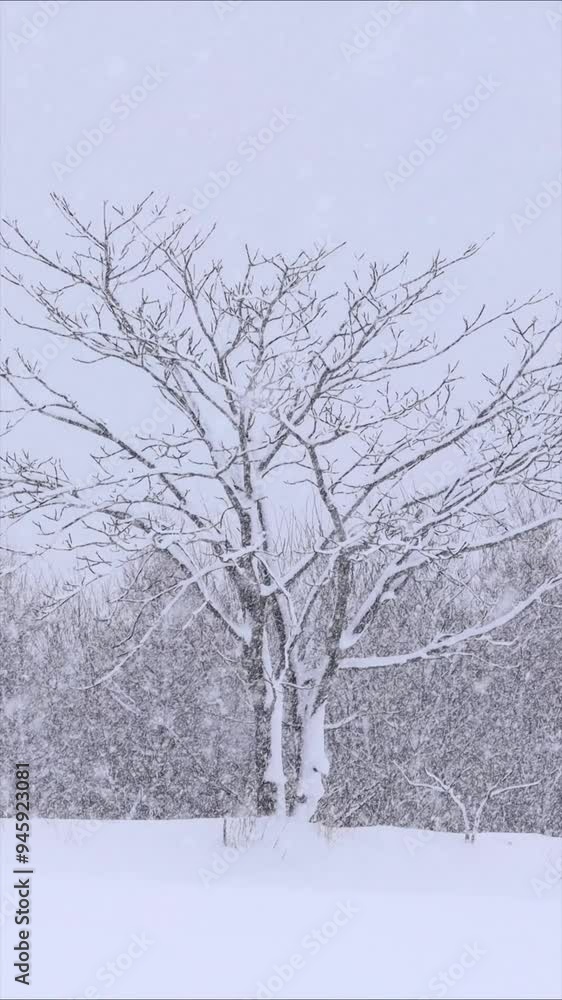 北海道 雪が降る森林 冬 イメージ 縦向き 縦型動画 回転 サイネージ 函館大沼エリア 北海道 雪が降る森林 冬 イメージ 縦向き 縦型動画 回転 サイネージ 函館大沼エリア