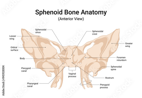 Sphenoid Bone Anatomy Anterior View