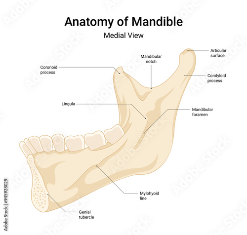 Anatomy of Mandible Medial View