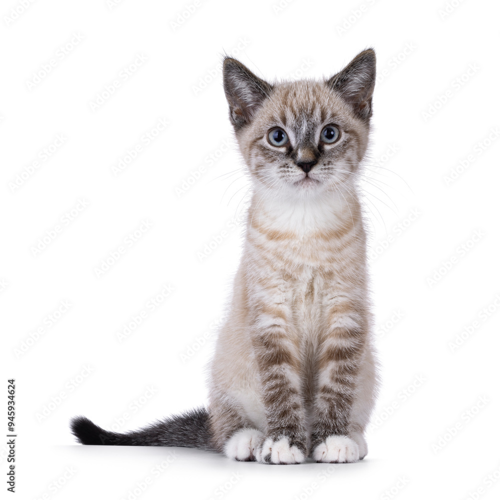 Obraz premium Cute house cat kitten, with tabby point pattern, sitting up facing front. Looking towards camera. Isolated on a white background.