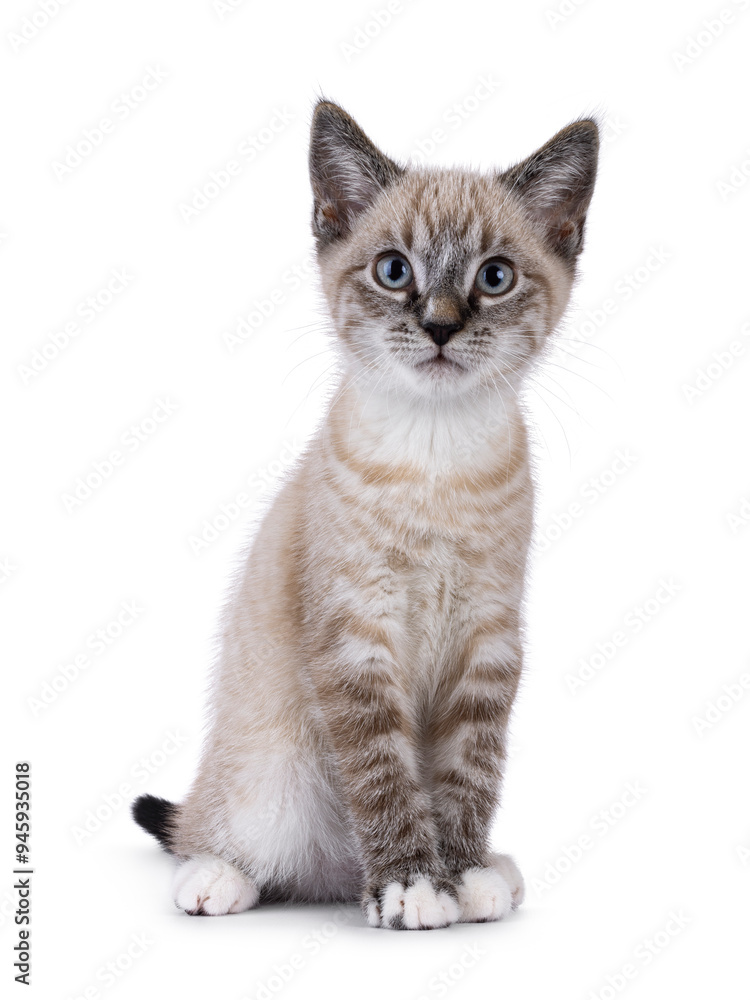 Cute house cat kitten, with tabby point pattern, sitting up facing front. Looking curious to camera. Isolated on a white background. Cute house cat kitten, with tabby point pattern, sitting up facing front. Looking curious to camera. Isolated on a white background.