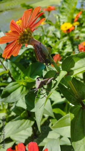 Bali Indonesia: Insect in the flower