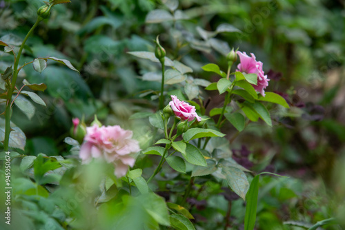 Wallpaper Mural pink and white flowers Torontodigital.ca
