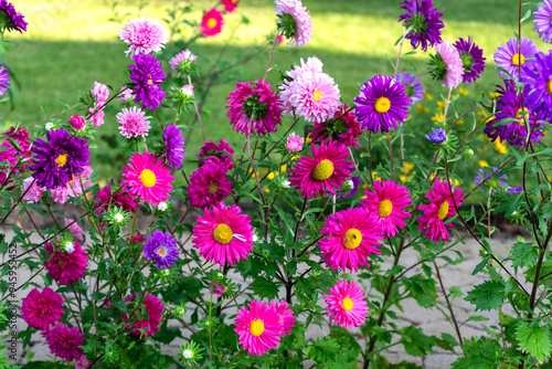close up of Daisy flowers in a garden with pink, violet colors and green background. 