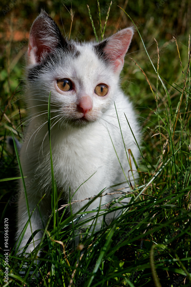 Two and a half month old female and male European kittens. Two and a half month old female and male European kittens.