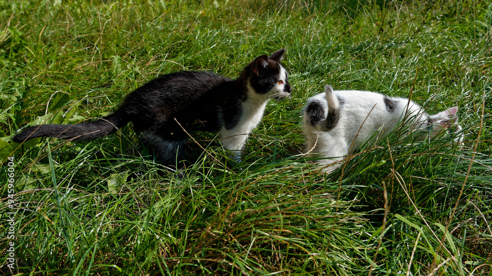 Two and a half month old female and male European kittens. Two and a half month old female and male European kittens.