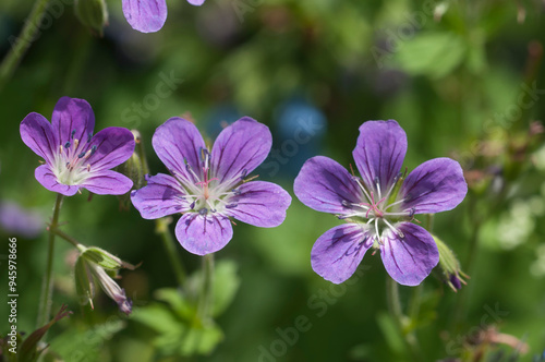 Garden hybrid geranium flowers, macro shot