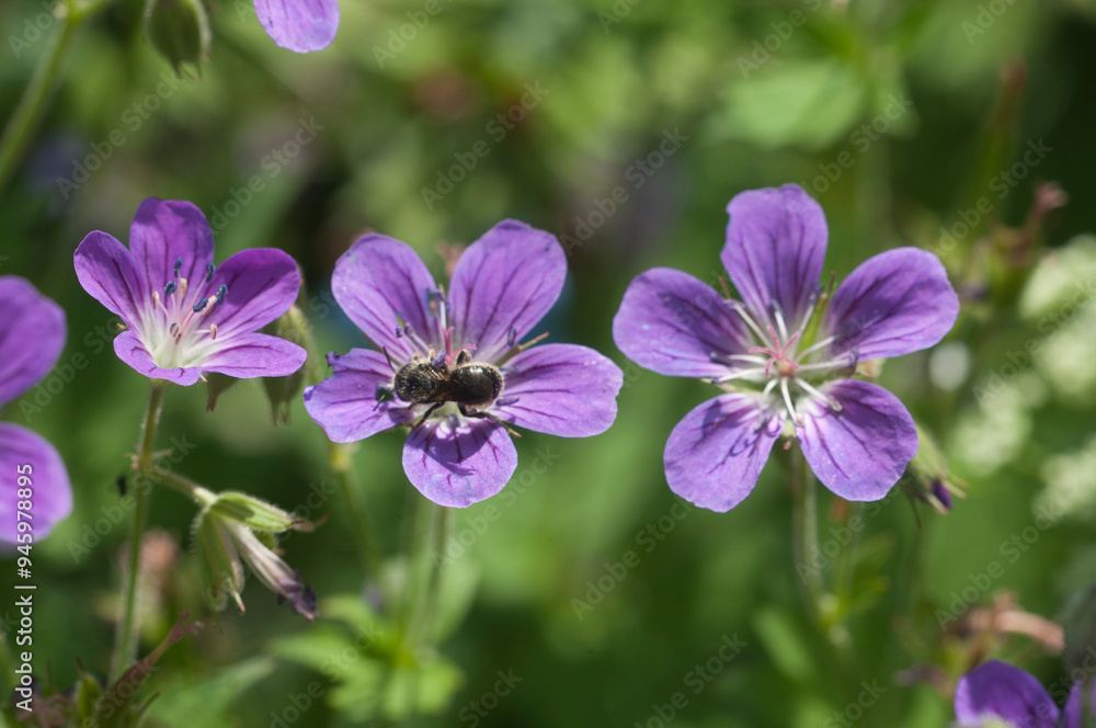 Garden hybrid geranium flowers, macro shot Garden hybrid geranium flowers, macro shot
