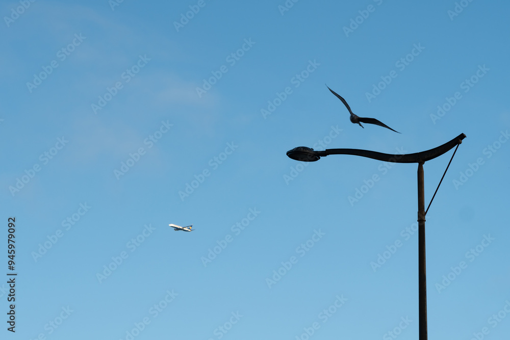 Seagull flying over a street light with a plane on the other side. Blue sky on the background Seagull flying over a street light with a plane on the other side. Blue sky on the background