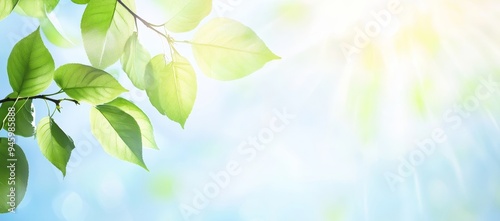 Sky with green leaves and a beautiful sunny day Stock Photo