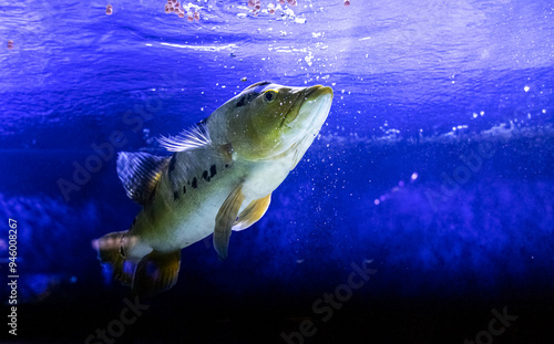 Cichla kelberi. Tropical bright pisces that can live in aquariums, oceanariums or sea, ocean. Snorkeling and diving, observing exotic fish photo