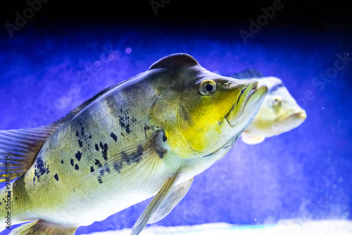 Cichla kelberi. Tropical bright pisces that can live in aquariums, oceanariums or sea, ocean. Snorkeling and diving, observing exotic fish photo