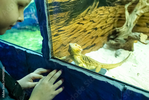 Coastal agama or bearded dragon. A boy watches a lizard that lives in a serpentarium in captivity, a zoo. Animal cruelty photo