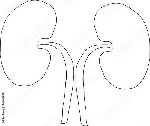 Kidney icon