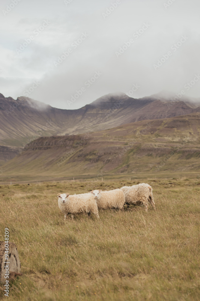 Fototapeta premium A flock of Sheep in Iceland
