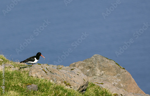 oystercatcher bird  photo