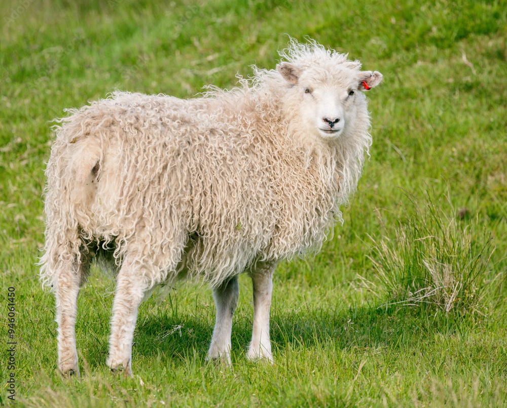 Obraz premium sheep on a meadow