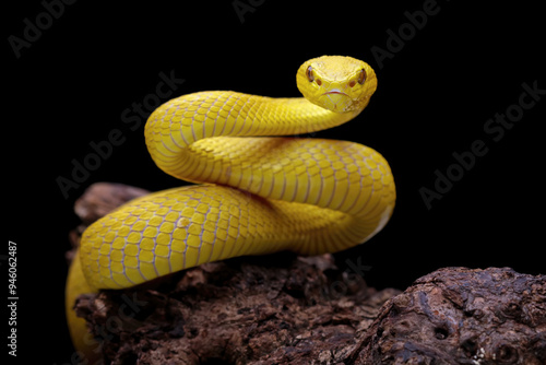 Yellow White-lipped Pit Viper isolated on black background, yellow viper snake, Trimeresurus insularis photo