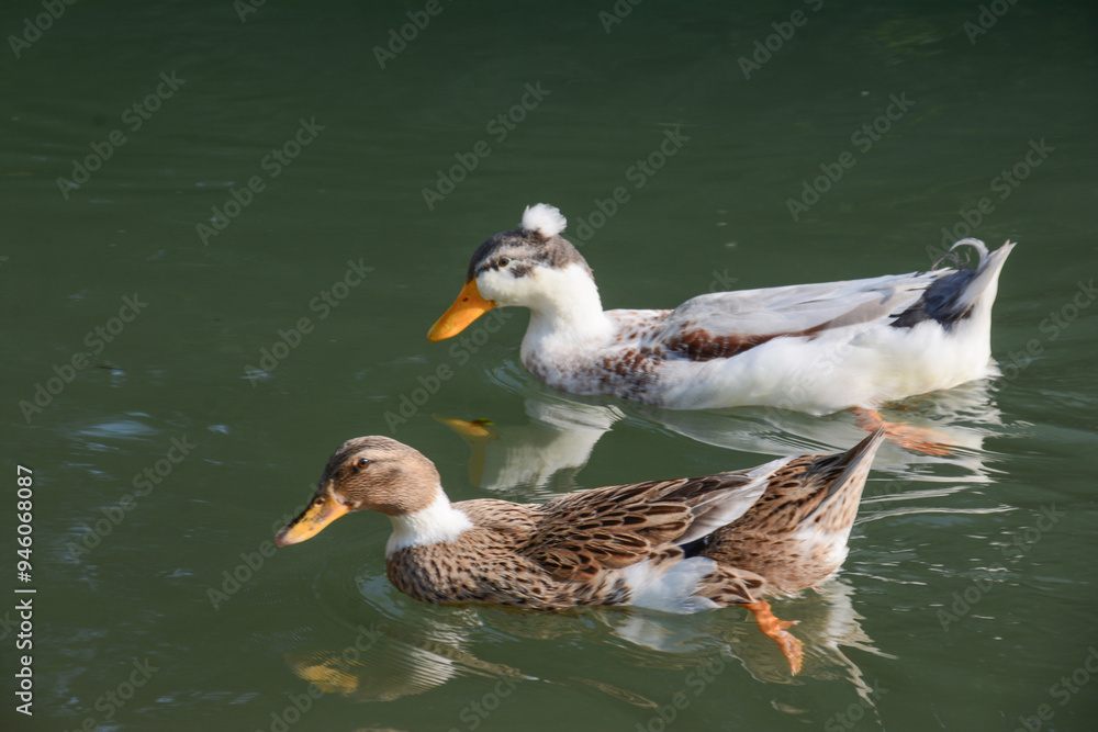 Fototapeta premium Beautiful ducks. Duck in nature