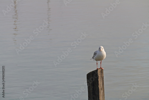 a wooden pier in the fog with one seagull sitting on it