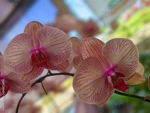 Phalaenopsis orchid also called moth orchid, butterfly orchid ormoon orchid isolated on white background photo