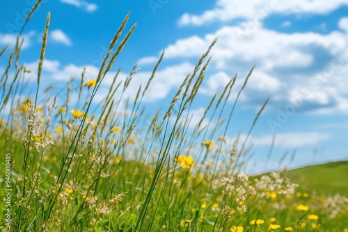 White grasses, blue sky, and white clouds in the background. A green meadow with yellow wildflowers, a close-up of tall grass on a sunny day. Spring nature landscape background, close-up. 