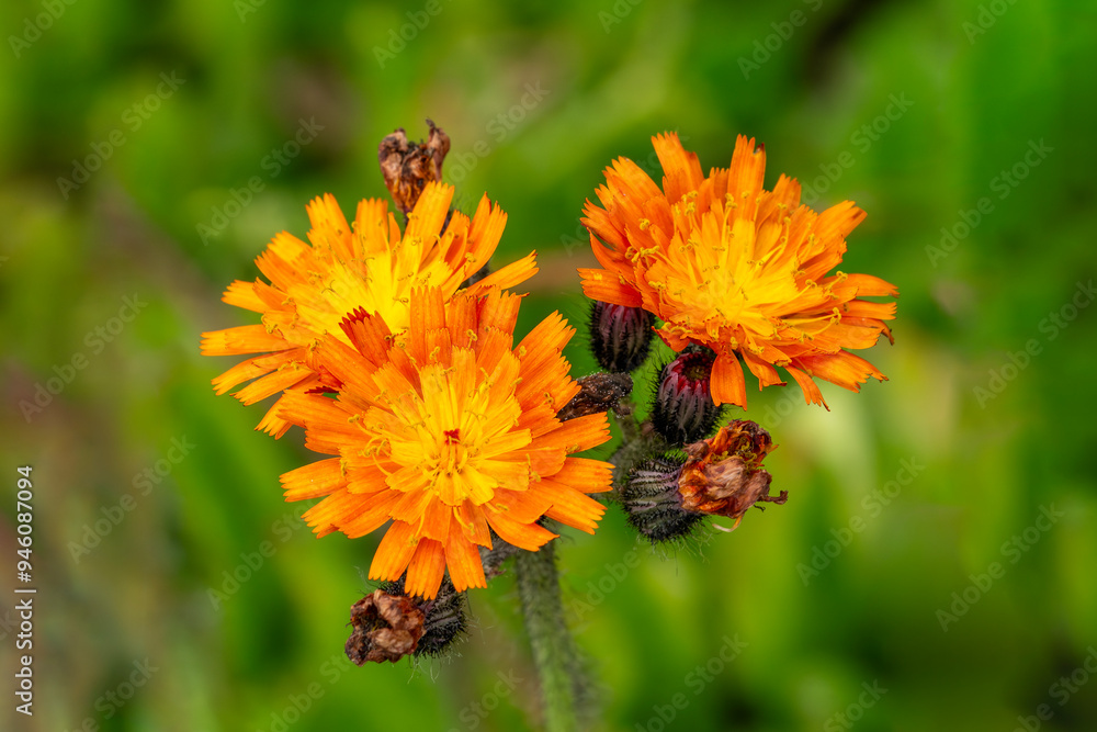 Ranunculus ficaria 'Brazen Hussy' a spring summer flowering plant with a yellow orange springtime flower commonly known as lesser celandine, gardening stock photo image Ranunculus ficaria 'Brazen Hussy' a spring summer flowering plant with a yellow orange springtime flower commonly known as lesser celandine, gardening stock photo image