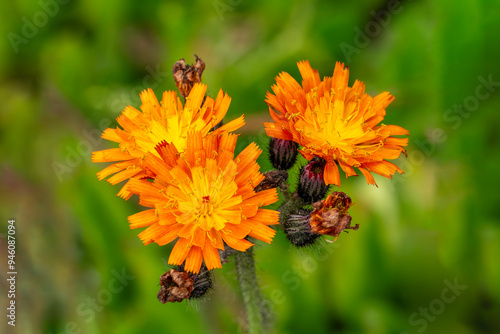 Ranunculus ficaria 'Brazen Hussy' a spring summer flowering plant with a yellow orange springtime flower commonly known as lesser celandine, gardening stock photo image photo