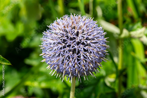 Echinops bannaticus 'Taplow Blue' an herbaceous perennial summer flowering plant with a blue summertime flower commonly known as globe thistle, gardening stock photo image photo