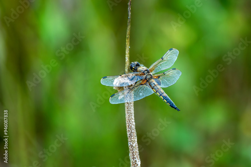 Dragonfly Four Spotted Chaser (Libellula quadrimaculata) a common broad bodied flying insect which can be found near water, ponds and lakes, stock photo image photo