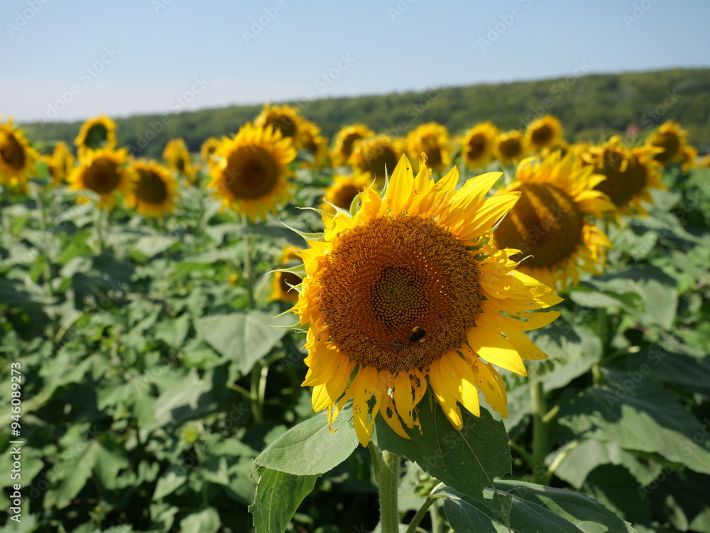 Fototapeta premium Beautiful Kansas Sunflowers on the Roadside