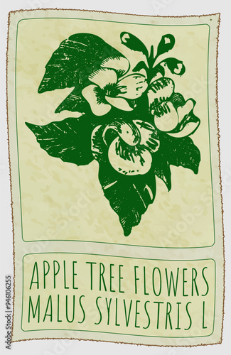 Vector drawing APPLE TREE FLOWERS in Chinese. Hand drawn illustration. Latin name is MALUS SYLVESTRIS L.
