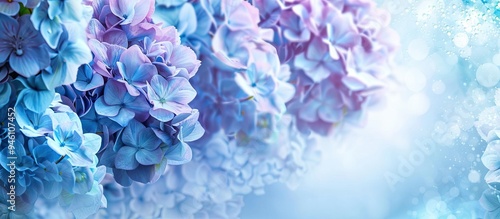 thousand and one flowers hydrangea featuring a lovely blue or purple hue. Copy space image. Place for adding text and design