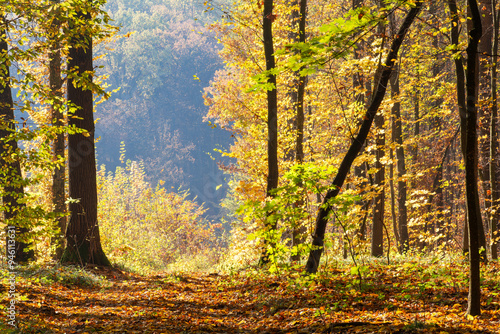 Trees in the forest in autumn colors. Beautiful autumn landscape