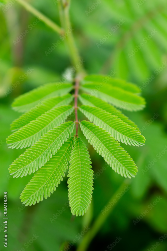Detail view of mimosa pudica L (Putri Malu in Indonesian) leaves, use this for wallpaper or background. Detail view of mimosa pudica L (Putri Malu in Indonesian) leaves, use this for wallpaper or background.
