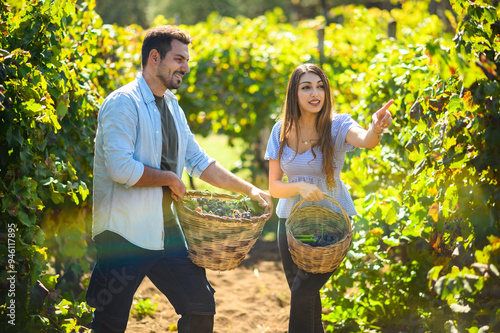 Winemakers walking through vineyard rows carrying baskets full of grapes