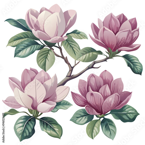 Detailed Illustration of Magnolia Branch with Pink and White Flowers