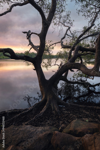 tree along wooli wooli river at sunset on nsw north coast in australia photo