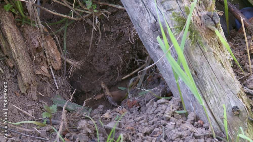 field mouse digs at its entrance to the burrow field mouse digs at its entrance to the burrow