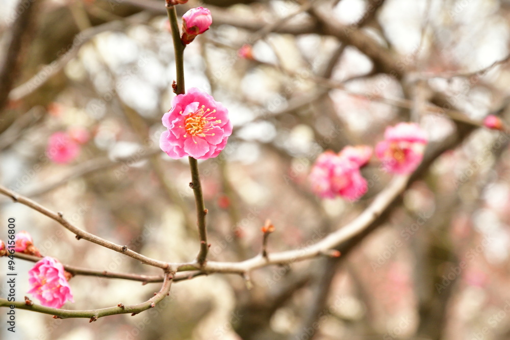 梅の花　イメージ