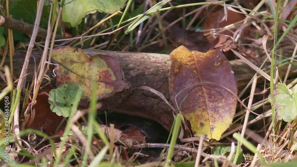 field mouse on a branch on the ground between autumn leaves field mouse on a branch on the ground between autumn leaves