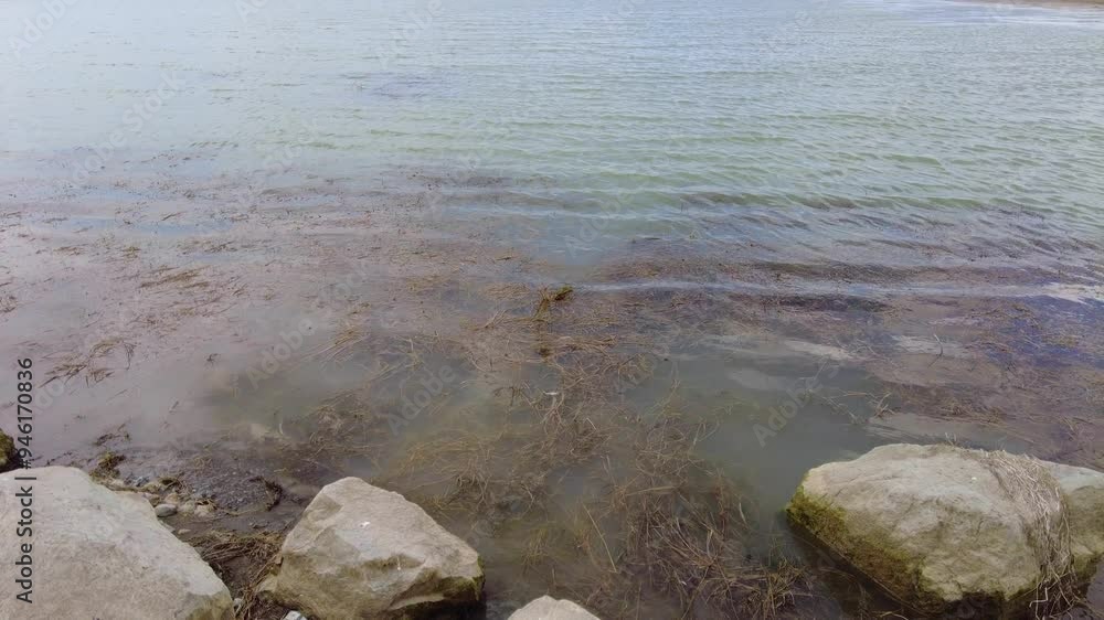 An amateur fisherman fishing in a freshwater pond pulls the fish caught on the hook, the moment of catching a fish, An amateur fisherman fishing in a freshwater pond pulls the fish caught on the hook, the moment of catching a fish,