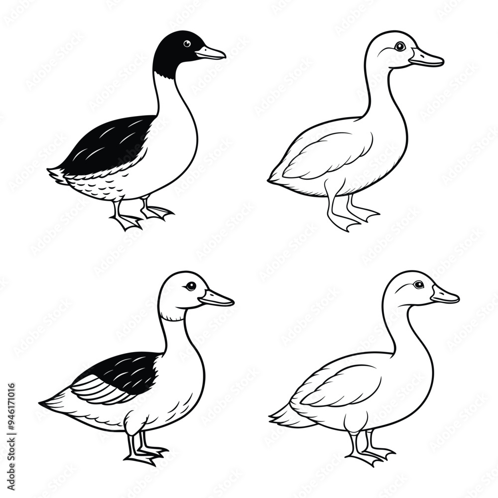 set of pied billed grebe line art black and white