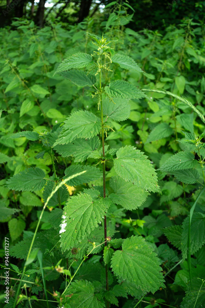 Grande ortie, Ortie dioïque, Ortie, Urtica dioica Grande ortie, Ortie dioïque, Ortie, Urtica dioica